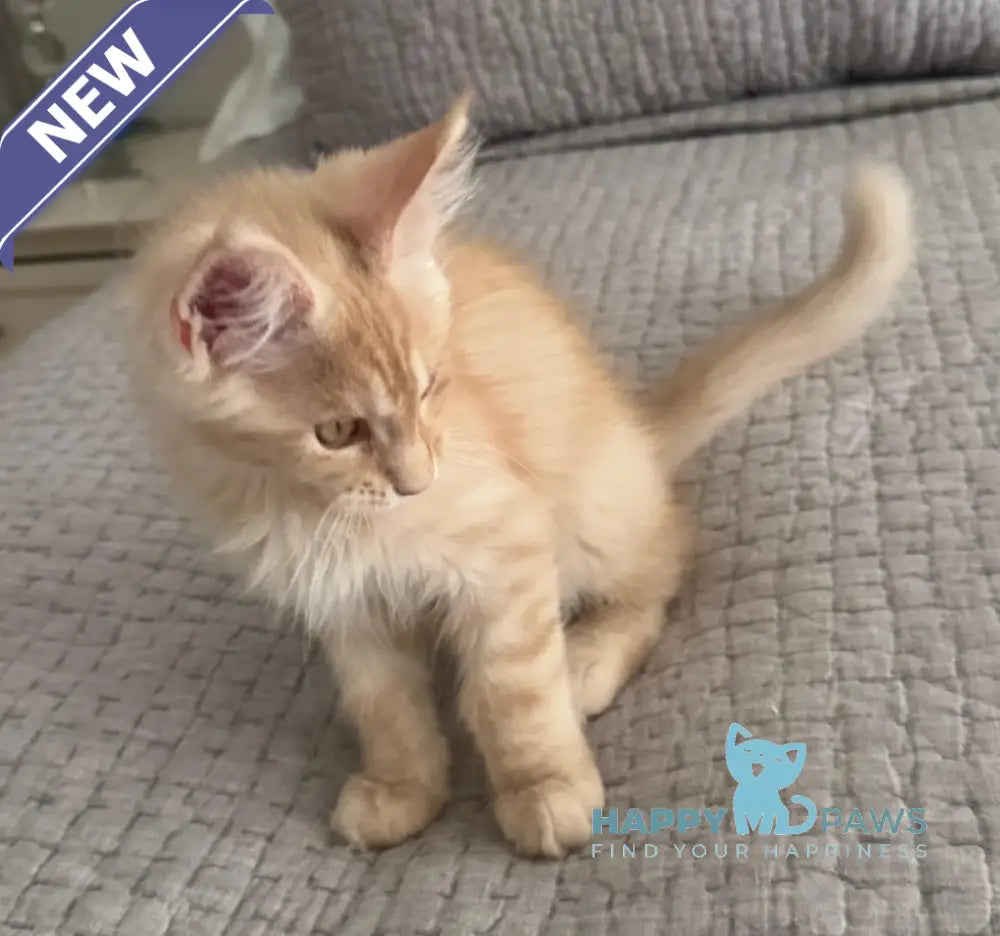 Titus Maine Coon male red silver live animals