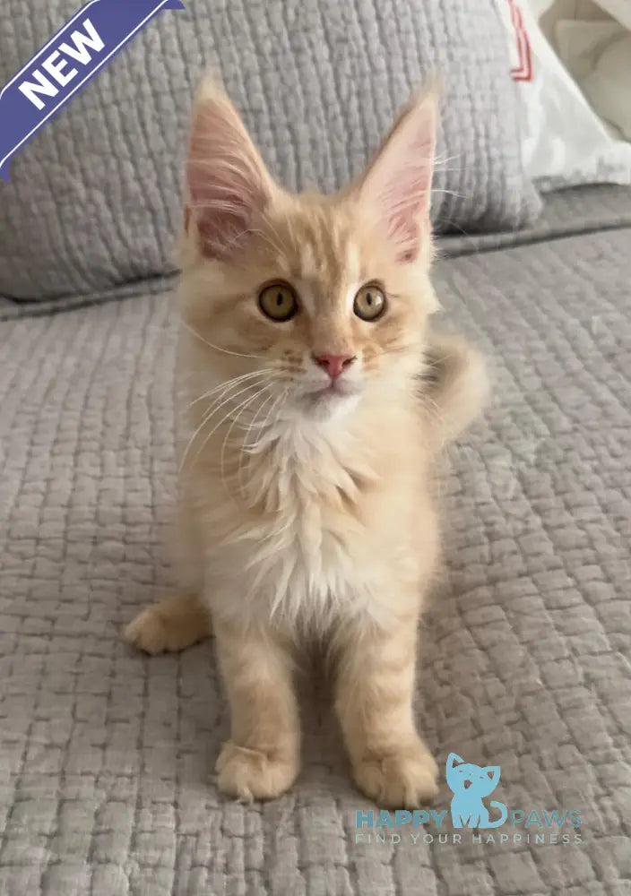 Titus Maine Coon male red silver live animals