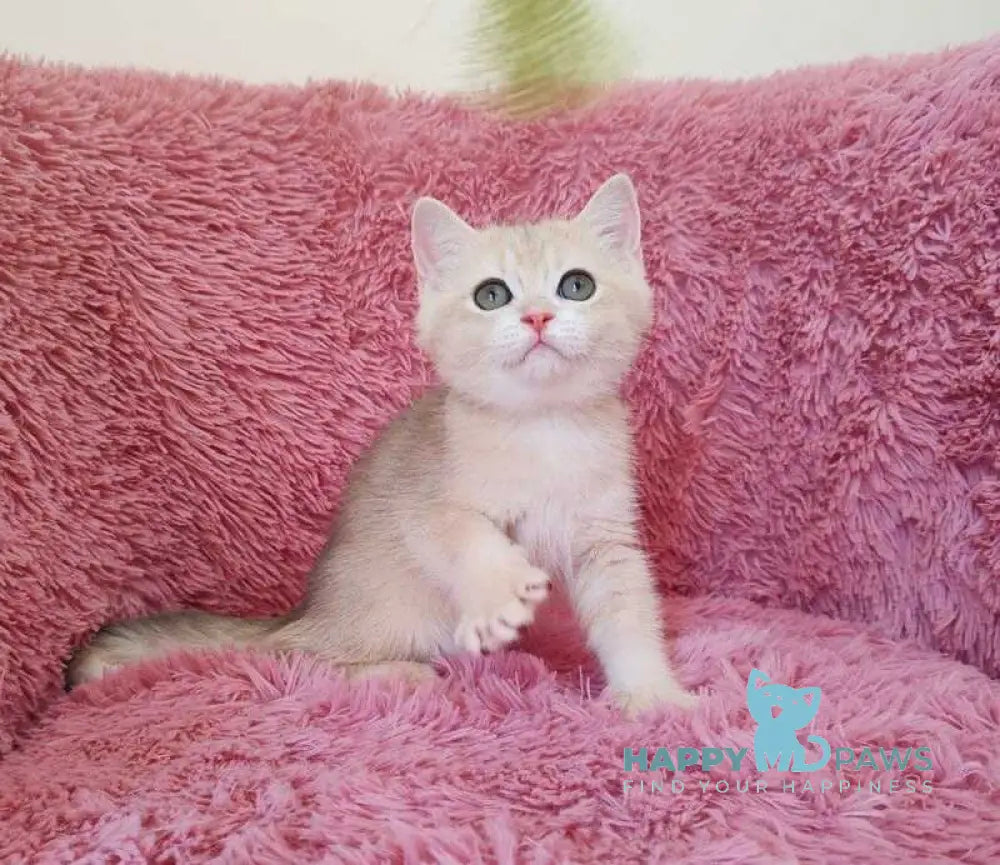 Tmin British Shorthair male blue golden chinchilla live animals