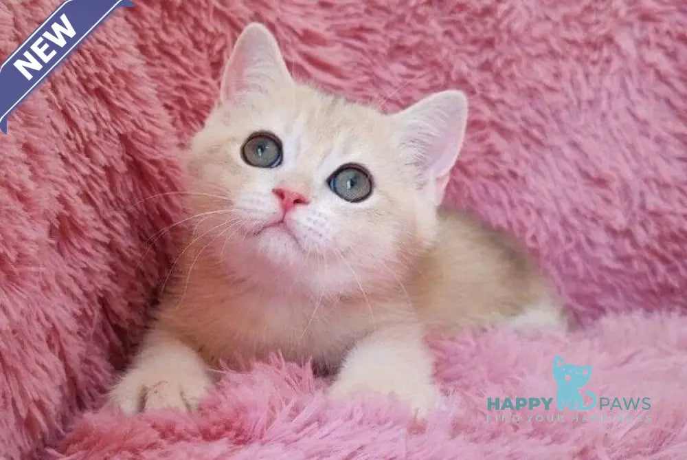 Tmin British Shorthair male blue golden chinchilla live animals