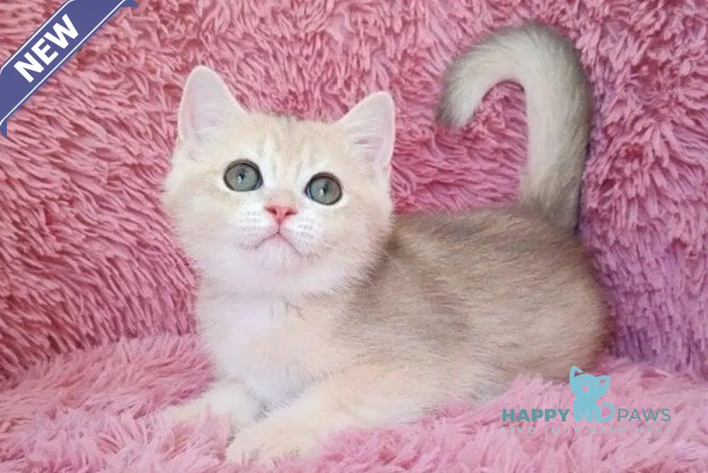 Tmin British Shorthair male blue golden chinchilla live animals