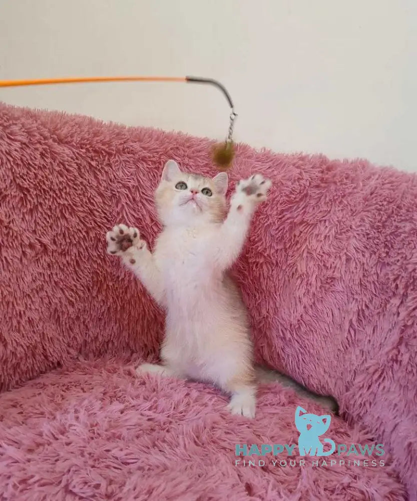 Tmin British Shorthair male blue golden chinchilla live animals