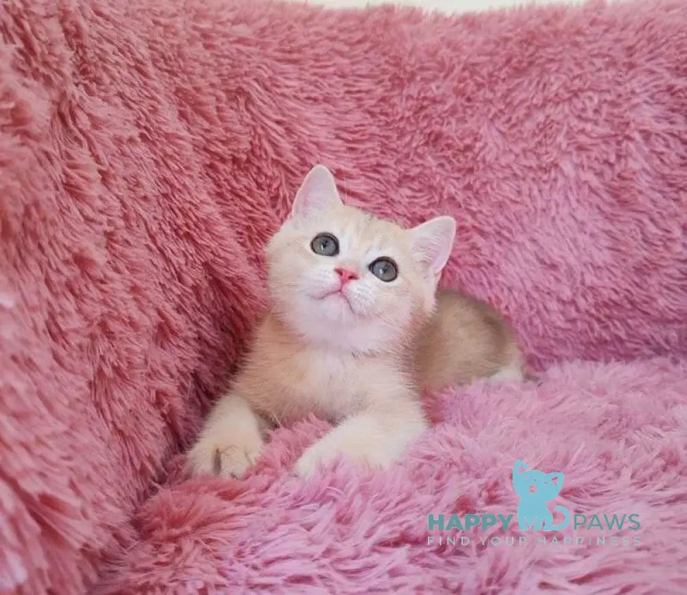Tmin British Shorthair male blue golden chinchilla live animals