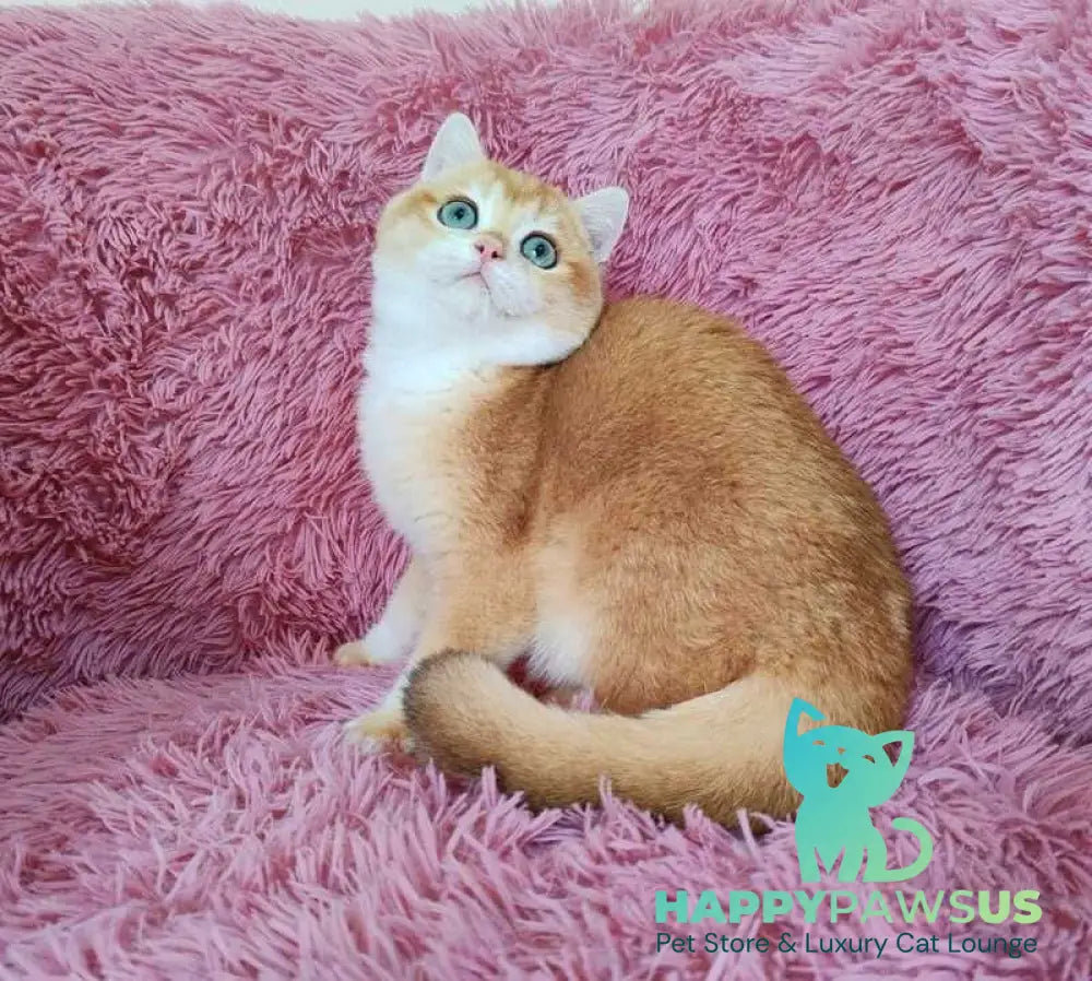 Tobbi British Shorthair male black golden chinchilla - live animals