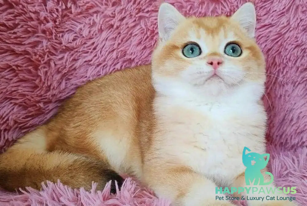 Tobbi British Shorthair male black golden chinchilla - live animals