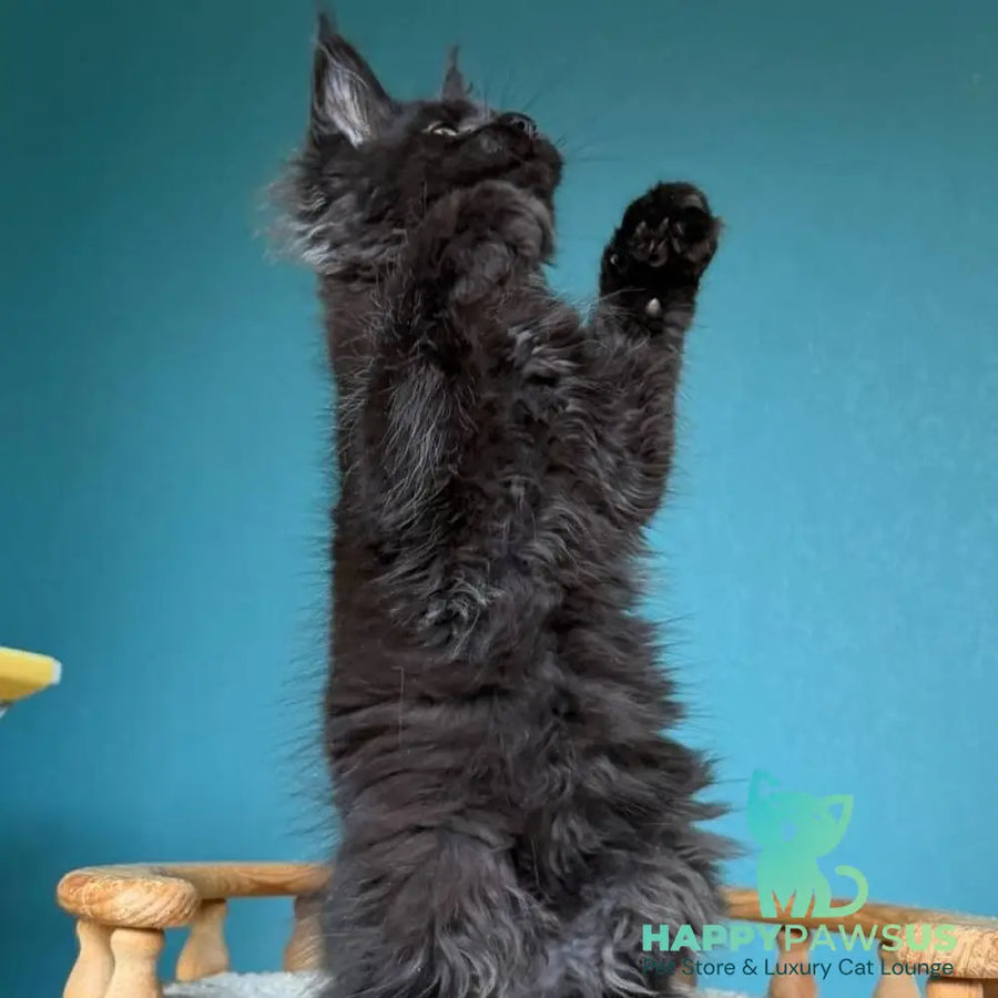 Tobias Maine Coon male black - live animals