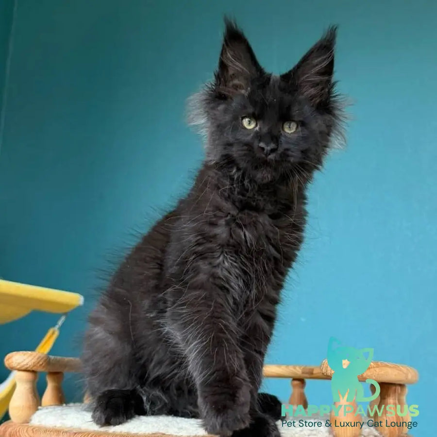 Tobias Maine Coon male black - live animals