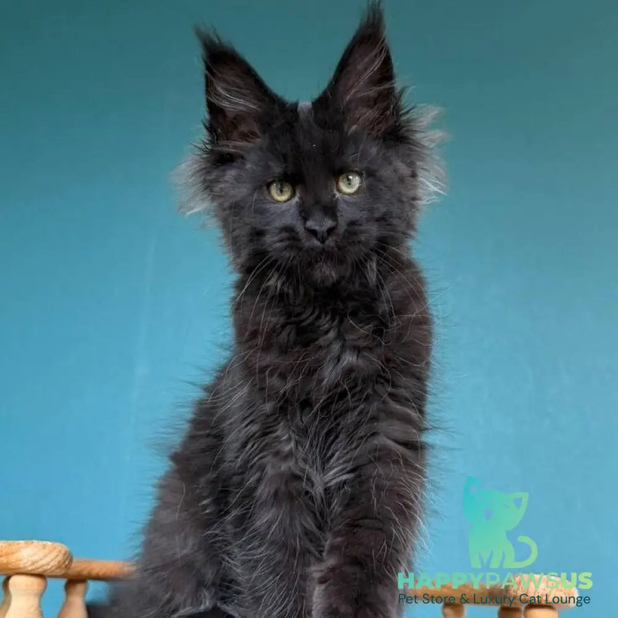 Tobias Maine Coon male black - live animals