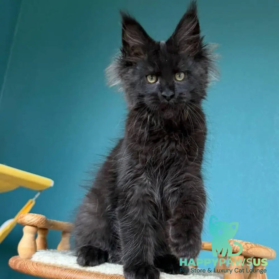 Tobias Maine Coon male black - live animals