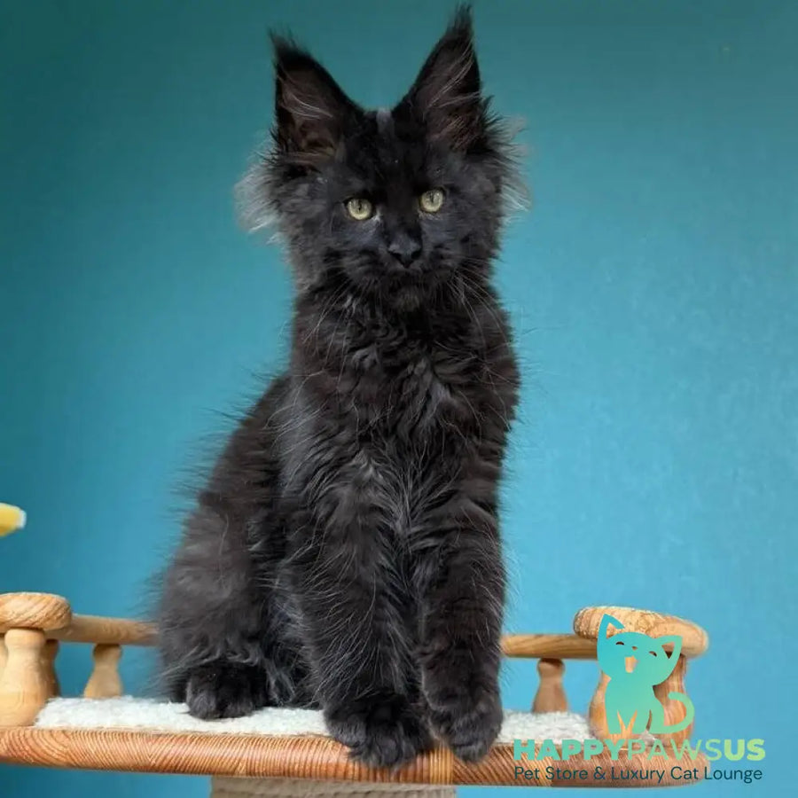 Tobias Maine Coon male black - live animals