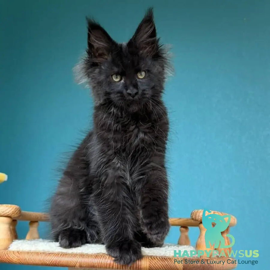 Tobias Maine Coon male black - live animals