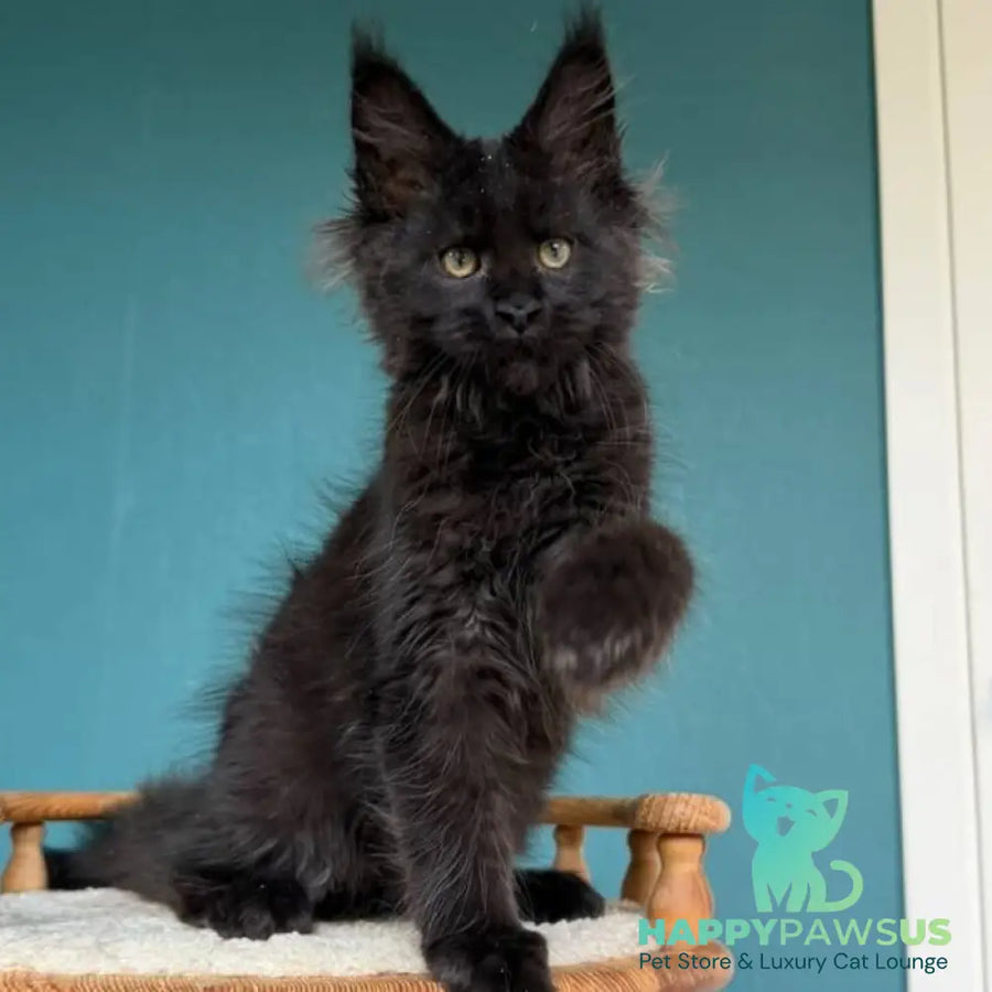Tobias Maine Coon male black - live animals