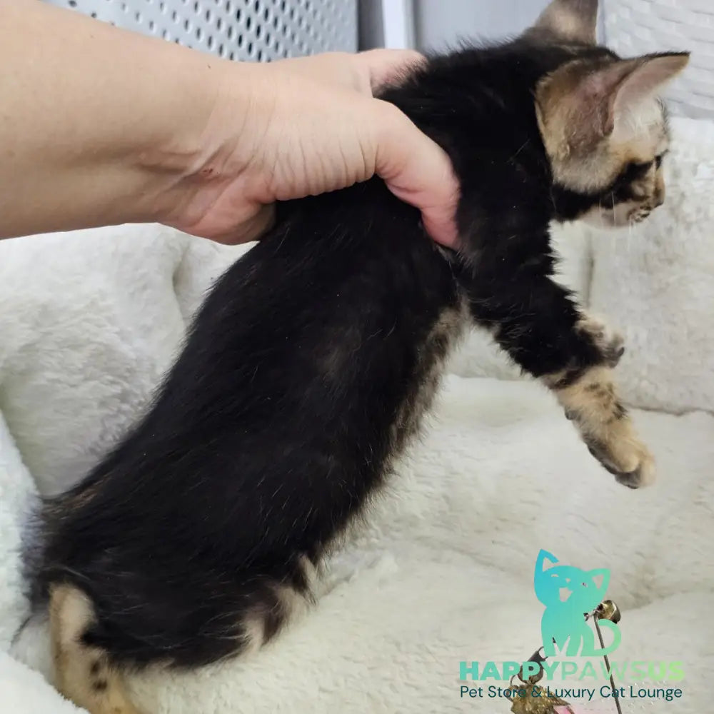 Toblerone Bengal male black tabby - live animals
