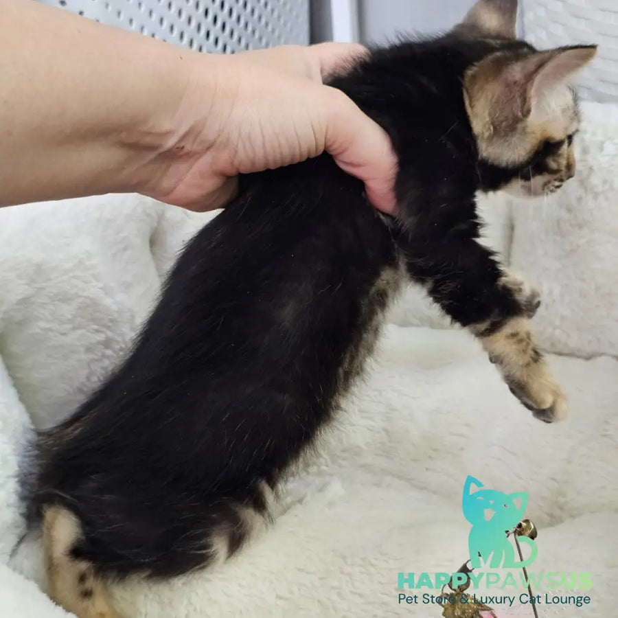 Toblerone Bengal male black tabby - live animals