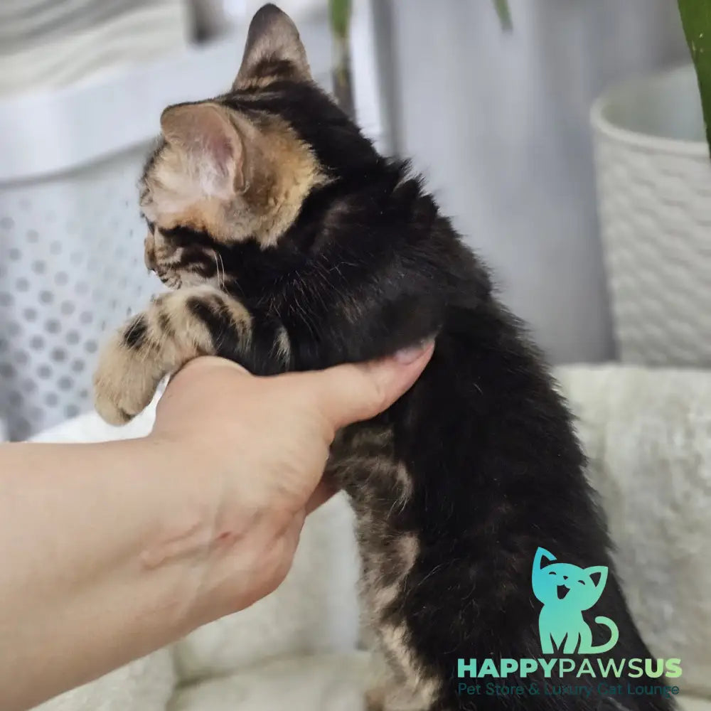 Toblerone Bengal male black tabby - live animals