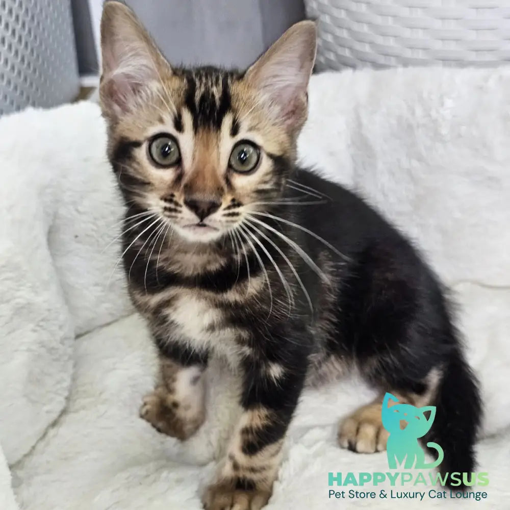 Toblerone Bengal male black tabby - live animals