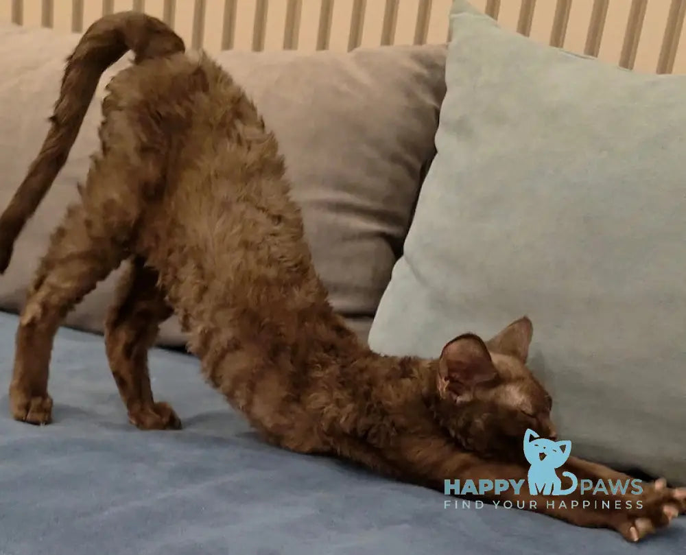 Toby Devon Rex male chocolate live animals