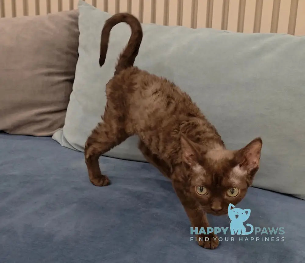 Toby Devon Rex male chocolate live animals