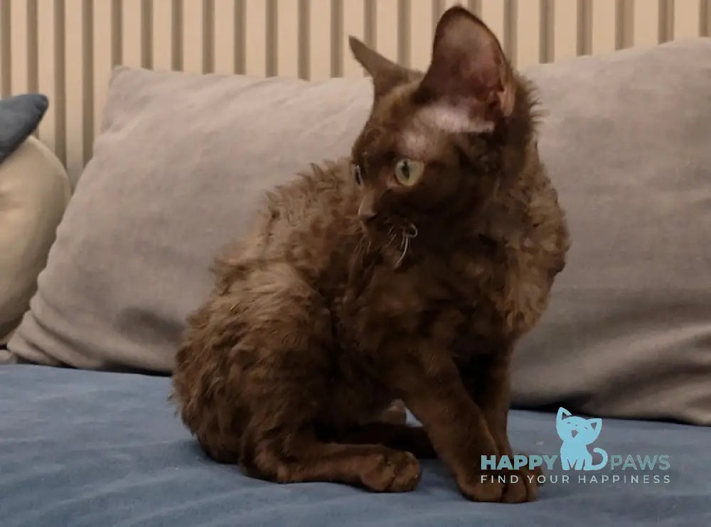 Toby Devon Rex male chocolate live animals