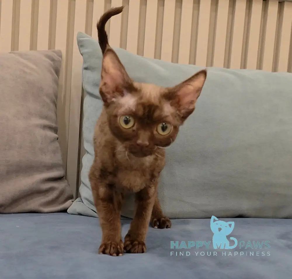 Toby Devon Rex male chocolate live animals