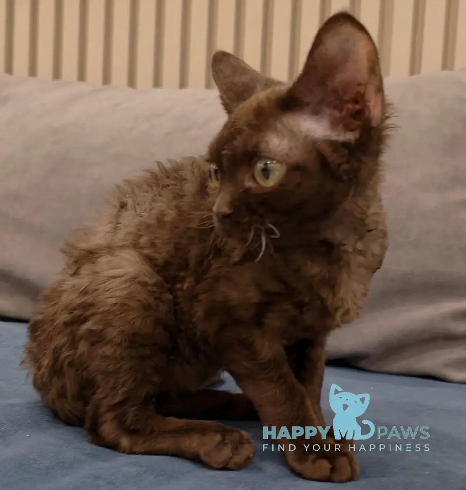 Toby Devon Rex male chocolate live animals