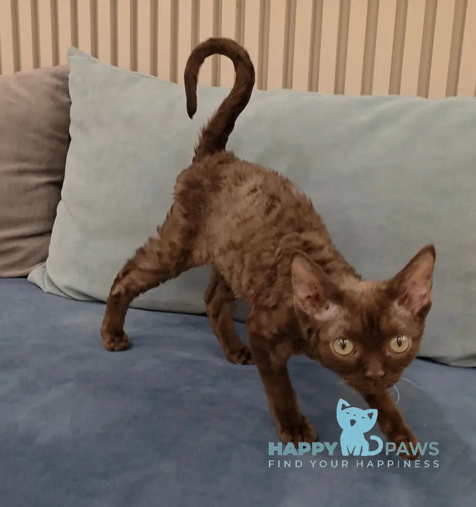 Toby Devon Rex male chocolate live animals