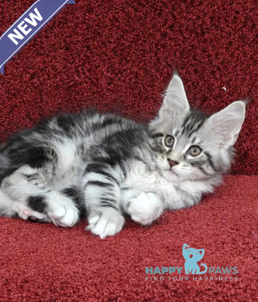 Toby Maine Coon male black silver tabby with white live animals
