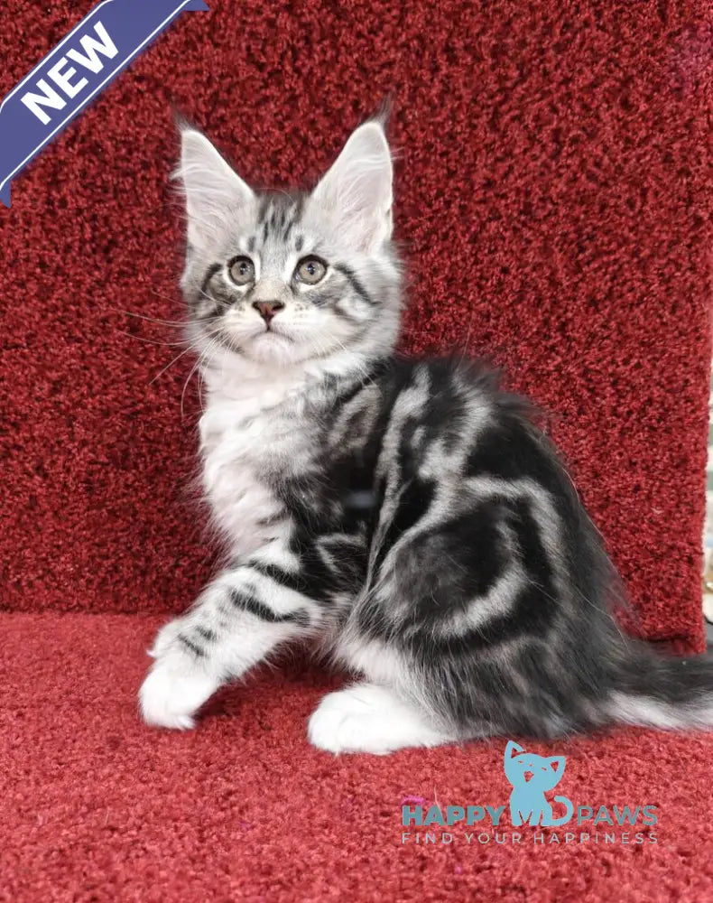 Toby Maine Coon male black silver tabby with white live animals