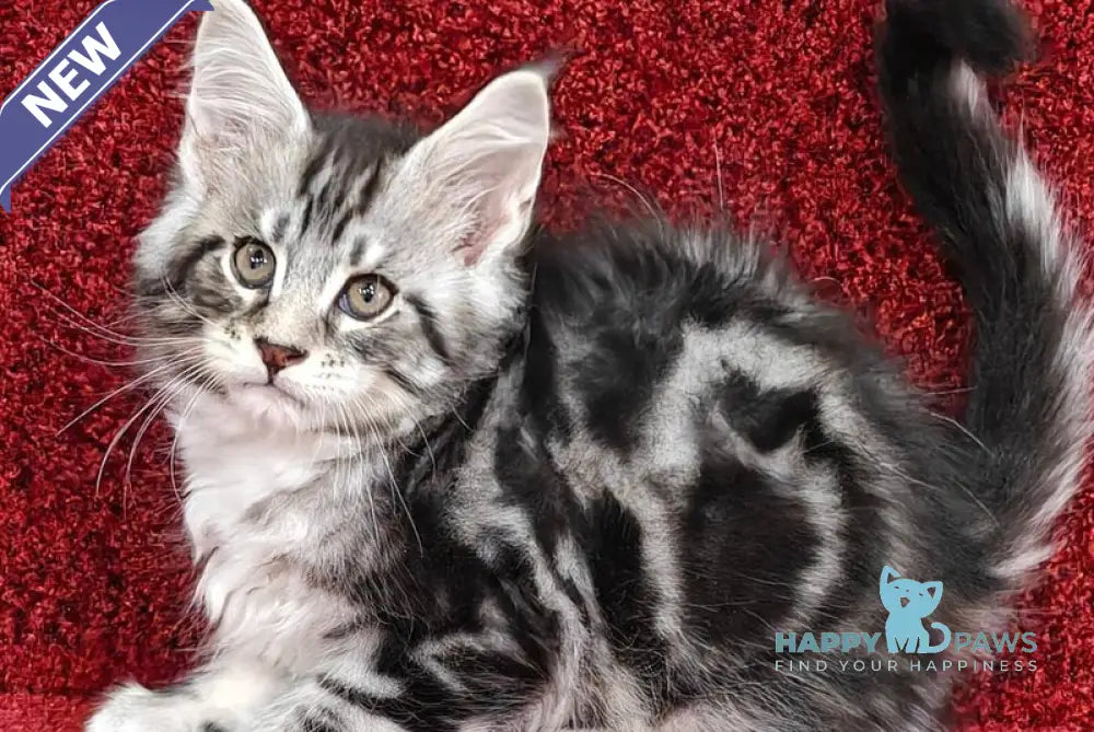 Toby Maine Coon male black silver tabby with white live animals