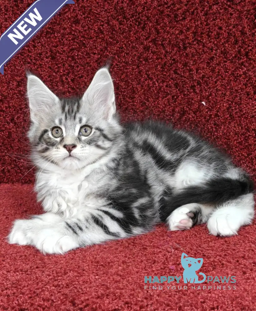 Toby Maine Coon male black silver tabby with white live animals