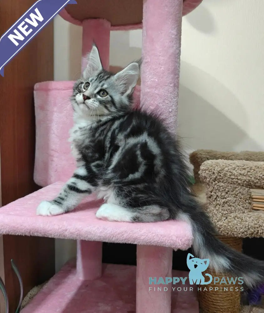 Toby Maine Coon male black silver tabby with white live animals
