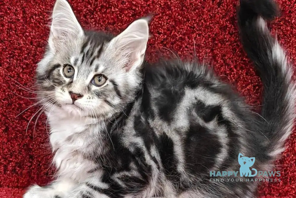 Toby Maine Coon male black silver tabby with white live animals