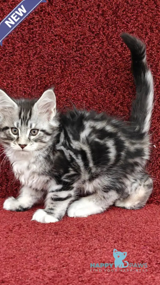 Toby Maine Coon male black silver tabby with white live animals