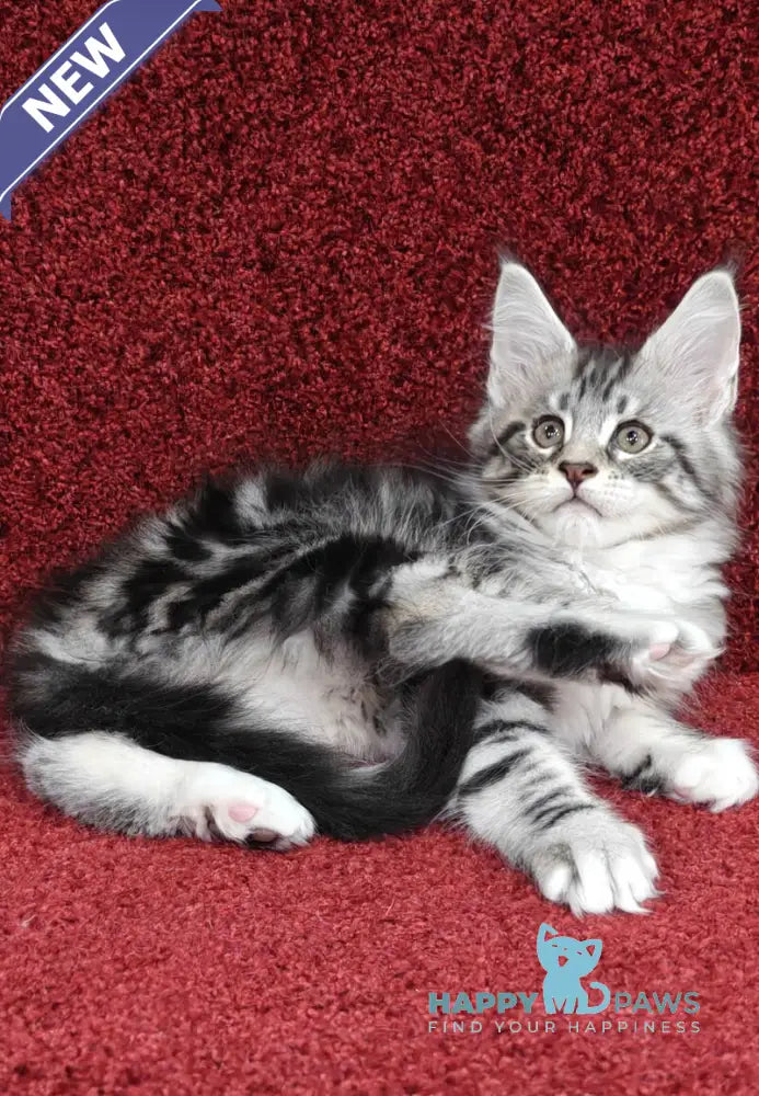 Toby Maine Coon male black silver tabby with white live animals