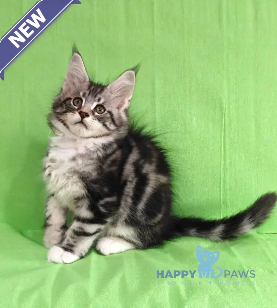 Toby Maine Coon male black silver tabby with white live animals