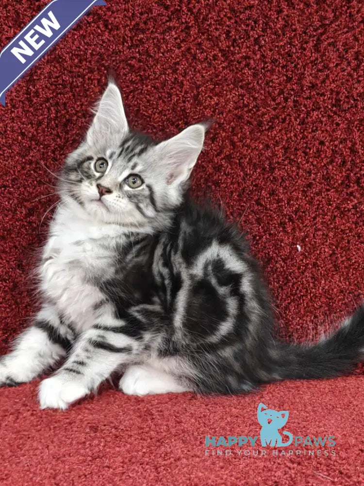 Toby Maine Coon male black silver tabby with white live animals