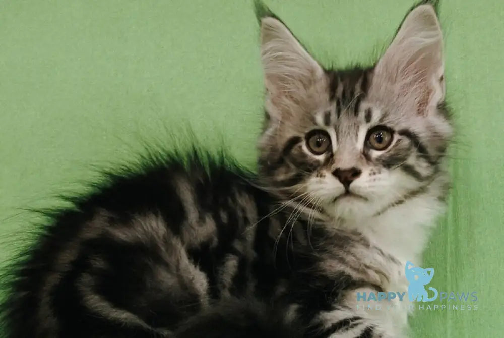 Toby Maine Coon male black silver tabby with white live animals