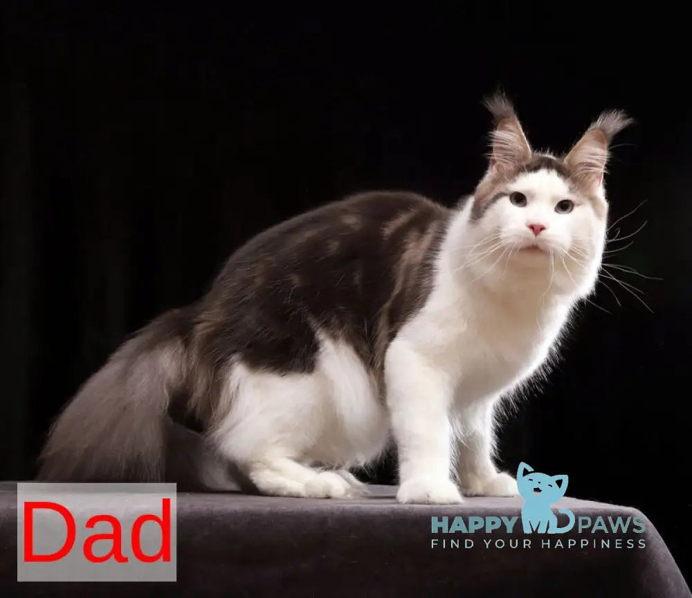 Toby Maine Coon male red tabby live animals