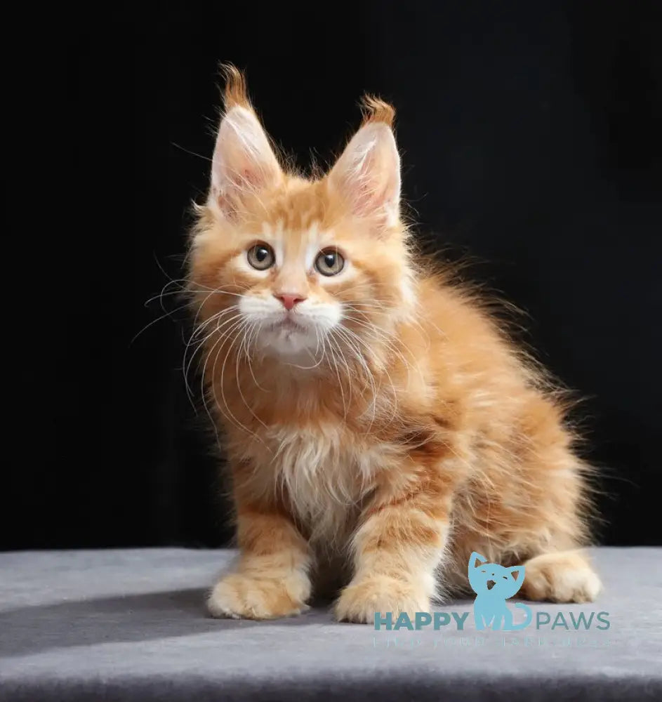 Toby Maine Coon male red tabby live animals