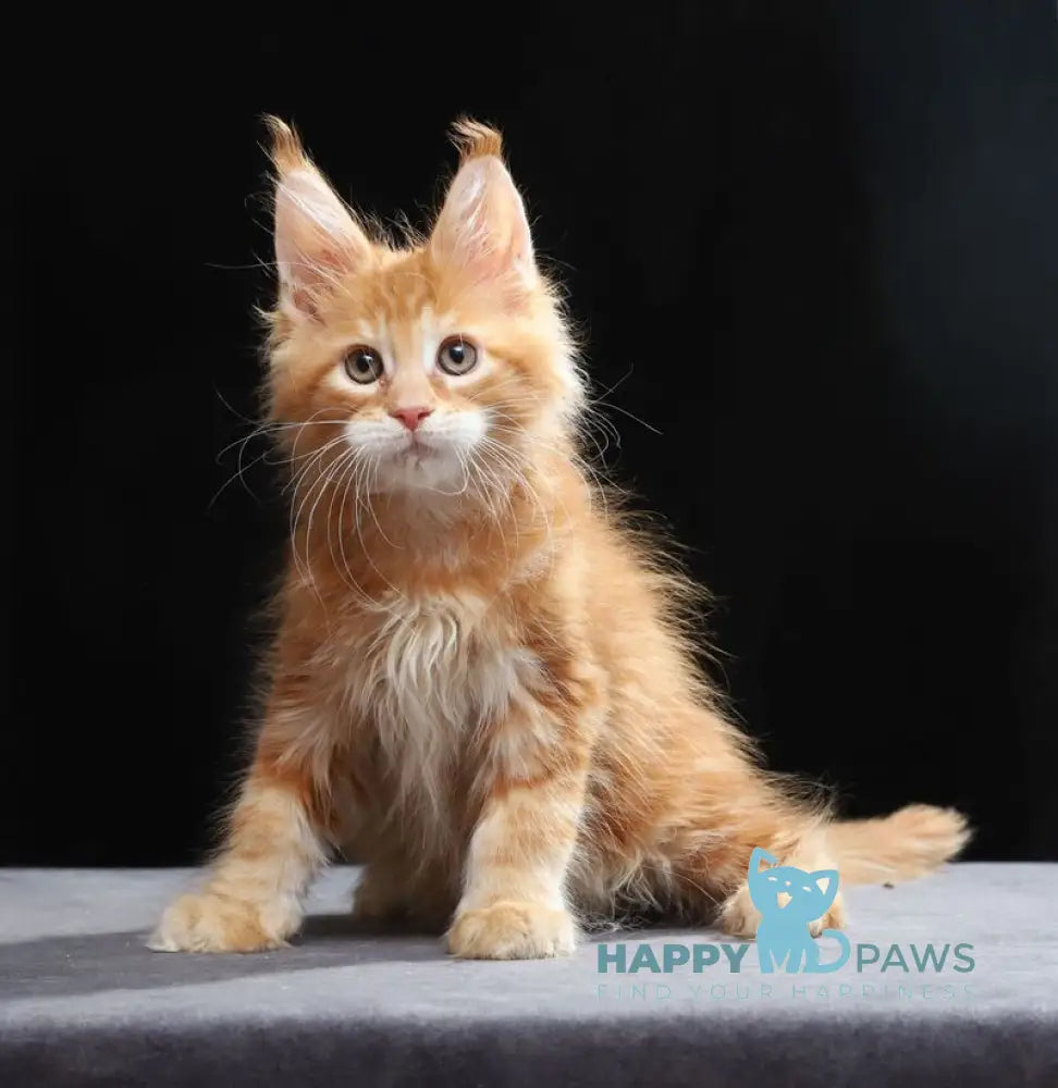 Toby Maine Coon male red tabby live animals