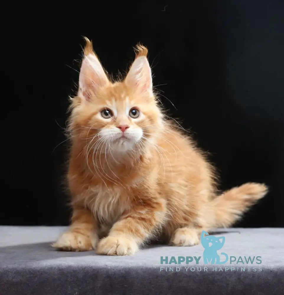 Toby Maine Coon male red tabby live animals