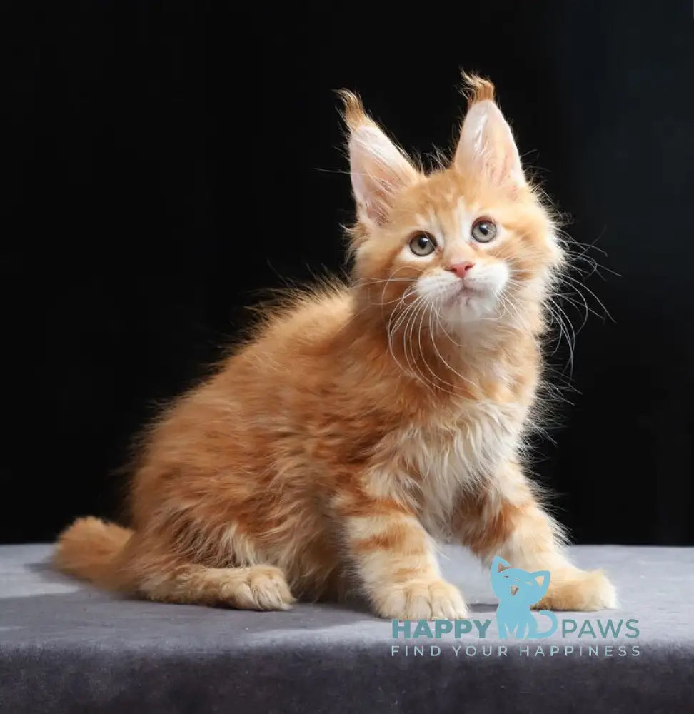 Toby Maine Coon male red tabby live animals