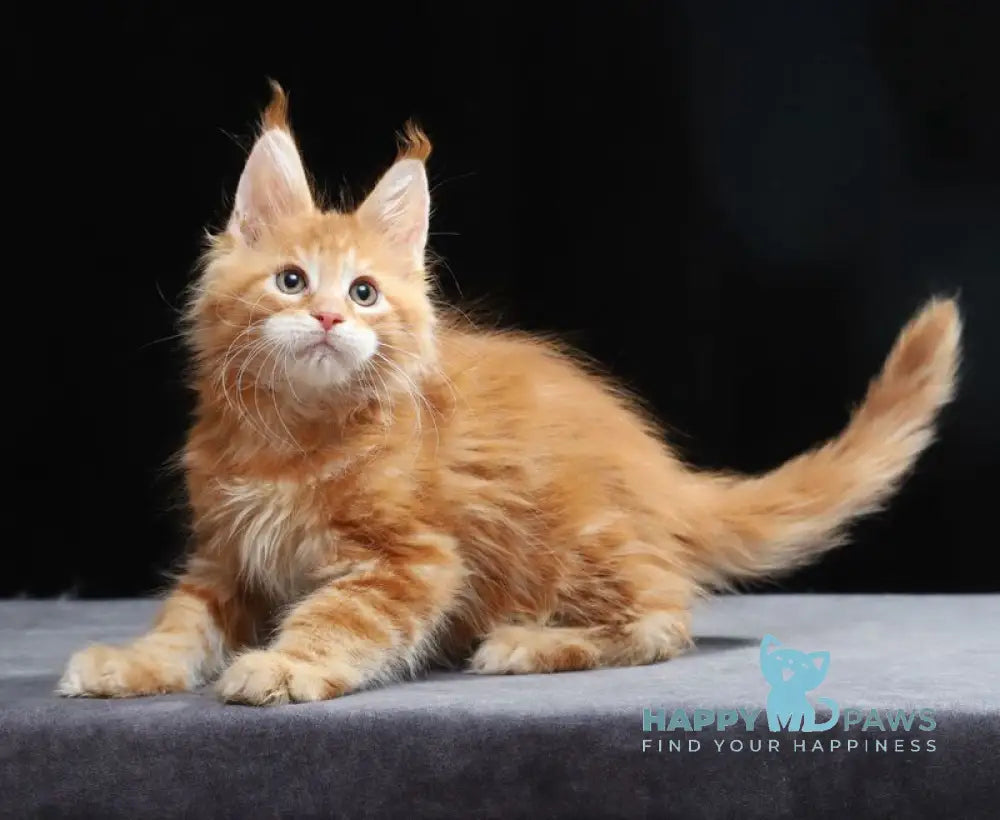 Toby Maine Coon male red tabby live animals