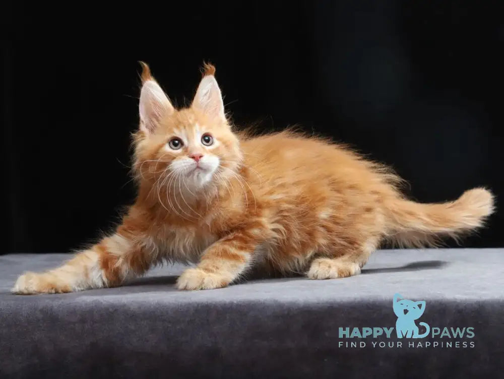 Toby Maine Coon male red tabby live animals