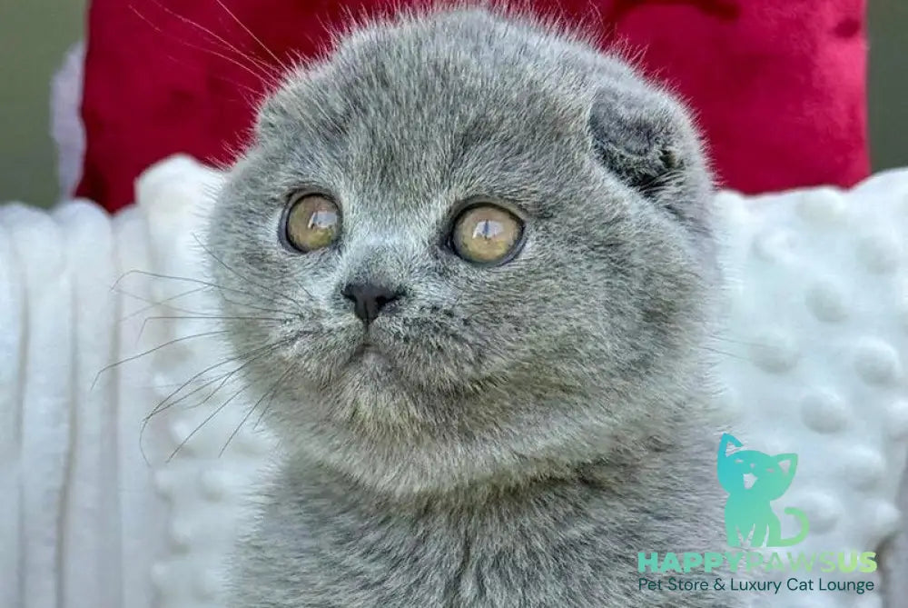 Toby Scottish Fold male blue - live animals