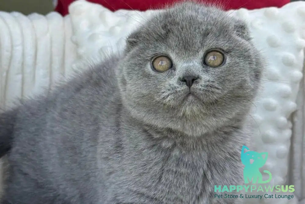 Toby Scottish Fold male blue - live animals