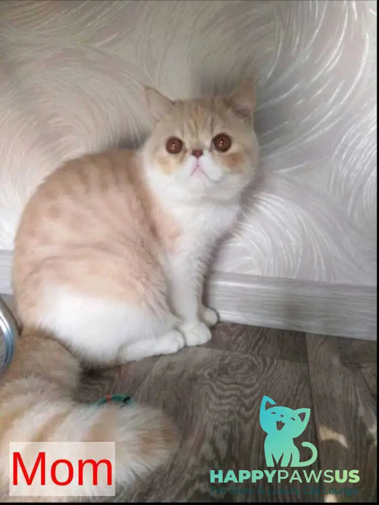 Toddy Exotic male cream harlequin - live animals
