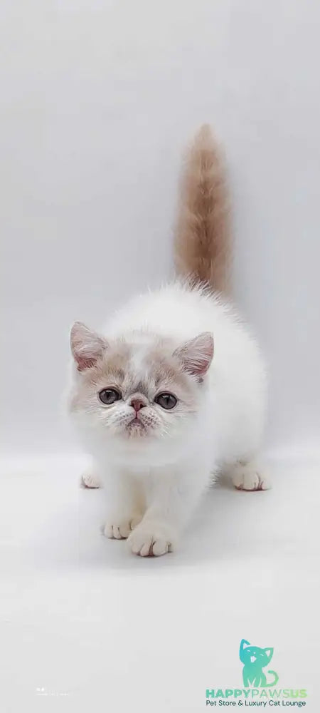 Toddy Exotic male cream harlequin - live animals