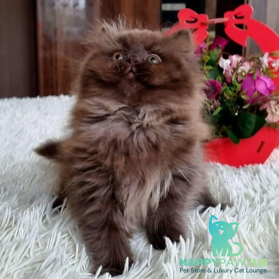 Toffee British Longhair female chocolate - live animals