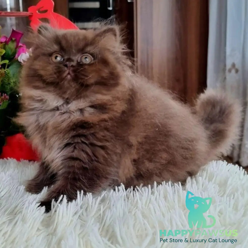 Toffee British Longhair female chocolate - live animals